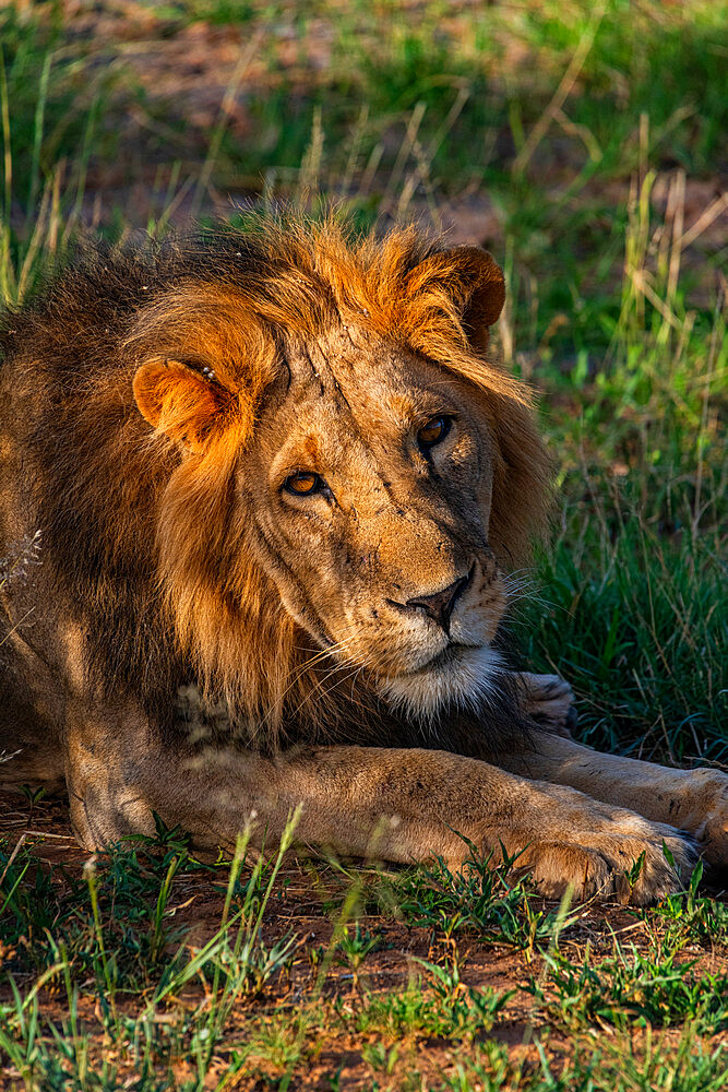 Lion (Panthera leo), Buffalo Springs National Reserve, Samburu National Park, Kenya, East Africa, Africa