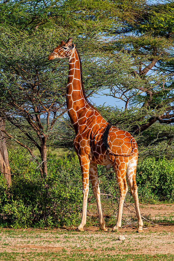 Reticulated giraffe (Giraffa camelopardalis reticulata) (Giraffa reticulata), Buffalo Springs National Reserve, Samburu National Park, Kenya, East Africa, Africa