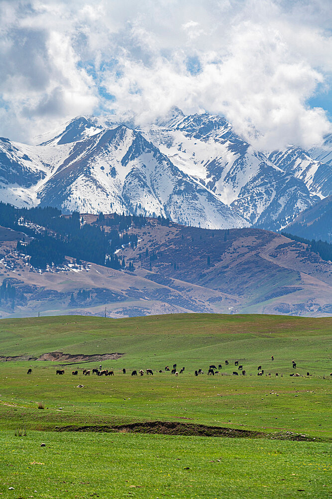 Cow herd in front of the Kolsay Lakes National Park, Tian Shan mountains, Kazakhstan, Central Asia, Asia