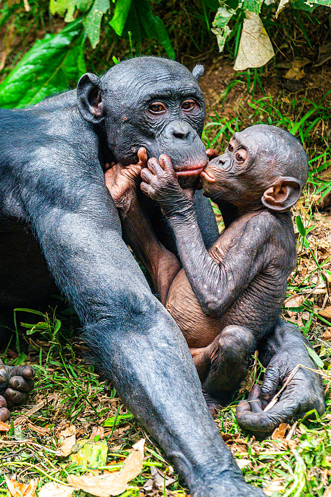 Bonobo (Pan paniscus), Lola ya Bonobo sanctuary, Kinshasa, Democratic Republic of the Congo, Africa