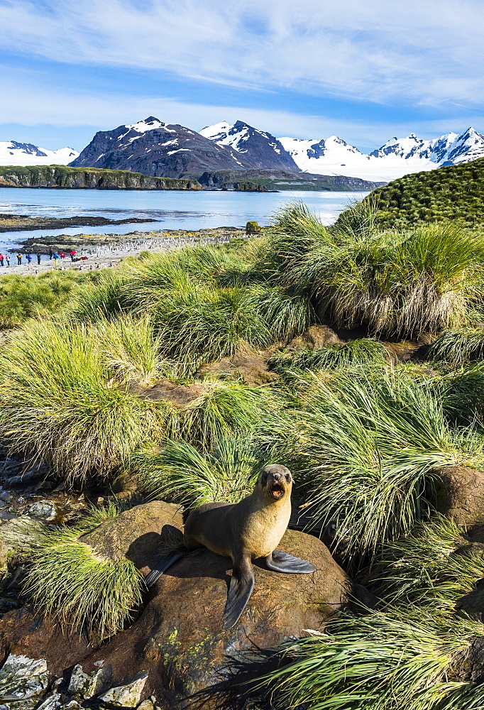 Young Antarctic fur seal (Arctocephalus gazella), Prion Island, South Georgia, Antarctica, Polar Regions