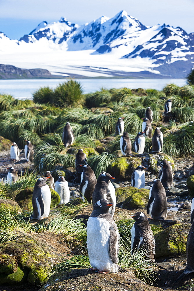 Gentoo penguins (Pygoscelis papua) colony, Prion Island, South Georgia, Antarctica, Polar Regions