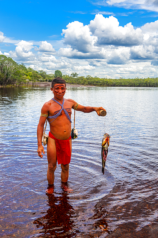 Pheasant fish caught by a Yanomami man, southern Venezuela, South America