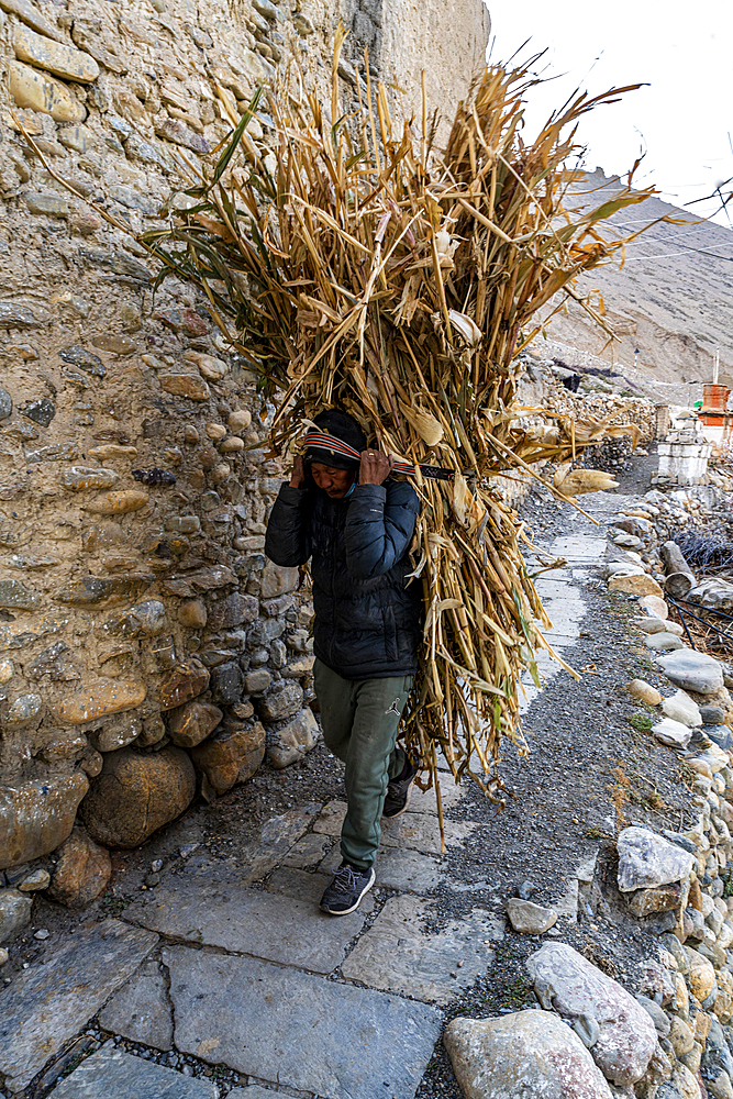 Man carrying huge load on his back, remote Tetang village, Kingdom of Mustang, Himalayas, Nepal, Asia