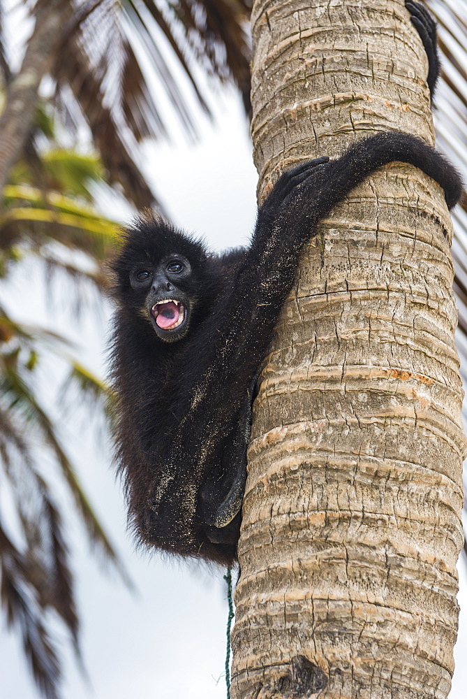 Spider monkey (Atelidae), Achutupu, San Blas Islands, Kuna Yala, Panama, Central America