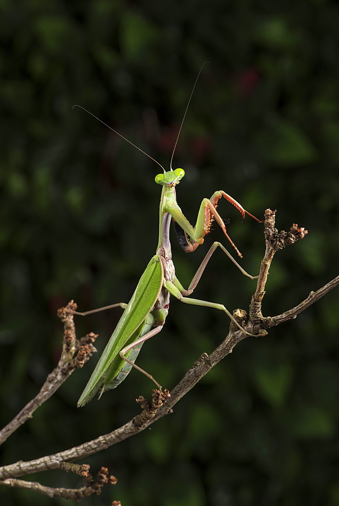 Stick Mantis (Mantodea), captive, Zambia, Africa