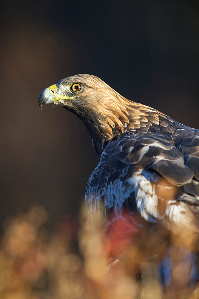 Golden eagle (Aquila chrysaetos), Sweden, Scandinavia, Europe