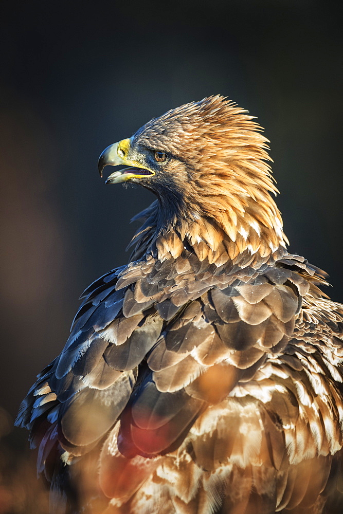 Golden eagle (Aquila chrysaetos), Sweden, Scandinavia, Europe