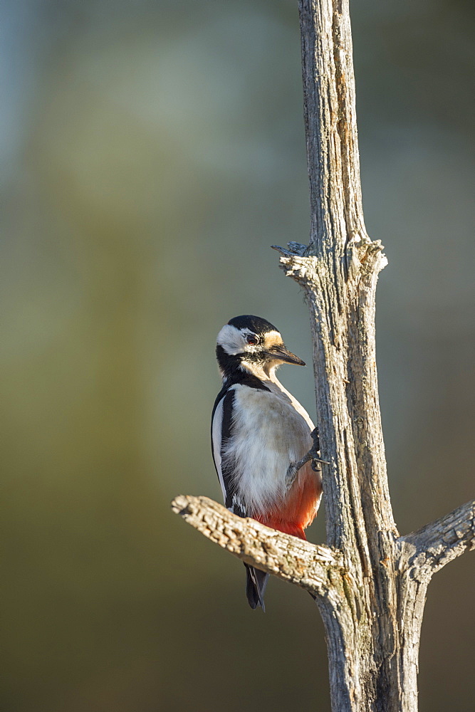 Great spotted woodpecker (Dendrocopos major), Sweden, Scandinavia, Europe