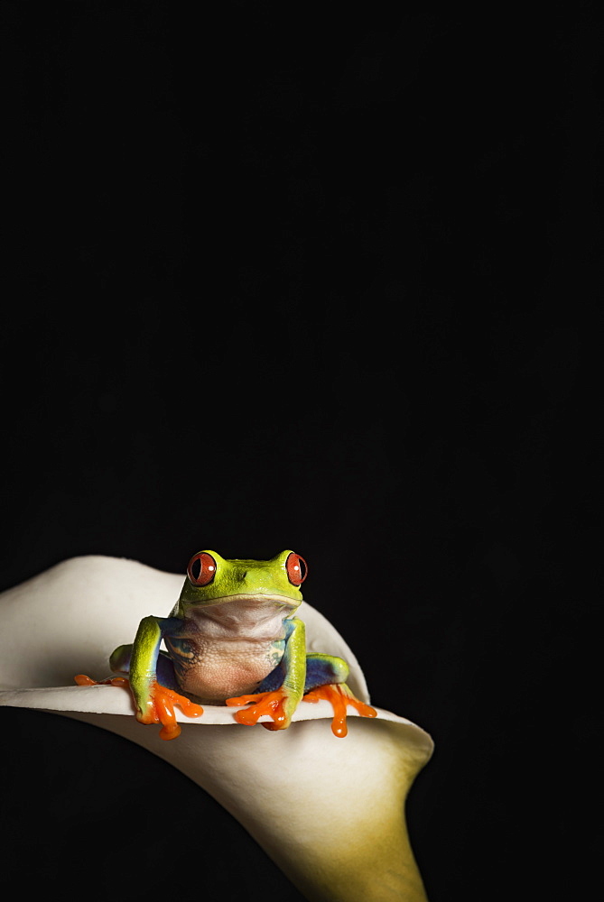 Red eyed tree frog (Agalychnis Callidryas), captive, United Kingdom, Europe