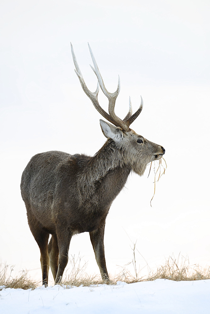 Sika Deer (Cervus nippon), Notsuke Peninsula, Hokkaido, Japan, Asia