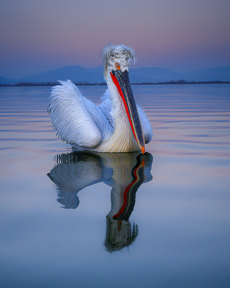 Dalmation Pelican, Lake Kerkini, Central Macdonia, Greece, Europe