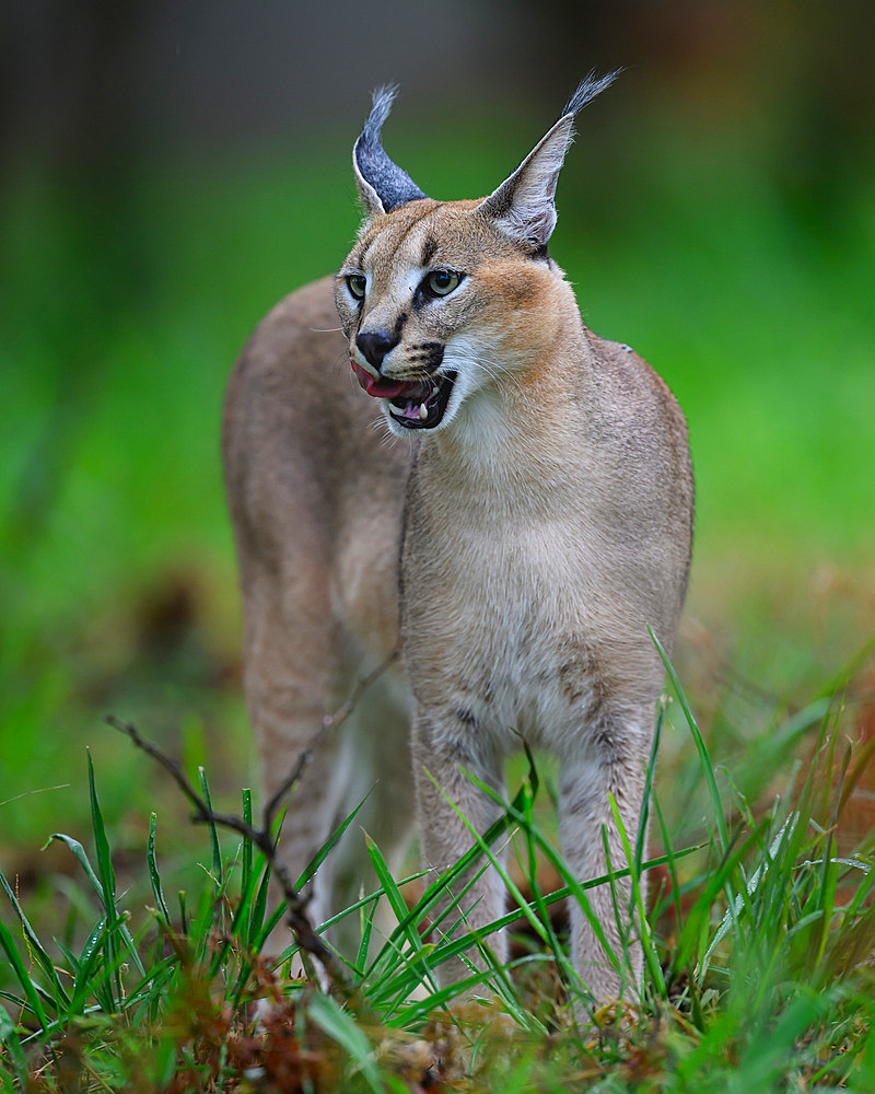 Caracal, South Africa, Africa