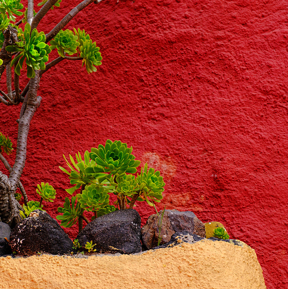 Aeoniums and red wall, Santorini, Cyclades, Greek Islands, Greece, Europe