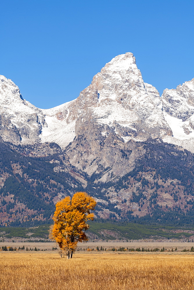 Mormon Row and Teton Range, Grand Teton National Park, Wyoming, United States of America, North America