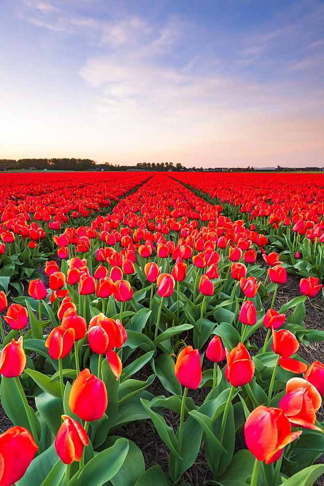 Tulip fields around Lisse, South Holland, The Netherlands, Europe