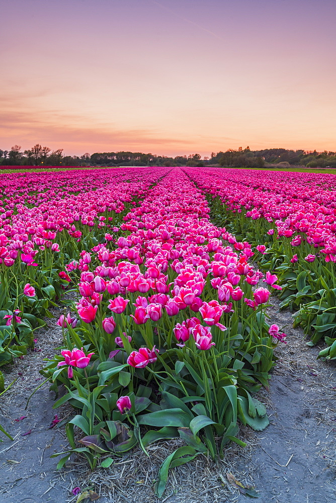 Tulip fields around Lisse, South Holland, The Netherlands, Europe