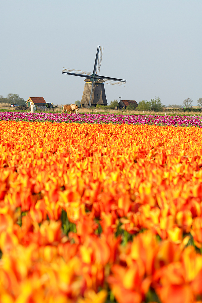 Tulip fields and Windmill, Lisse, South Holland, The Netherlands, Europe