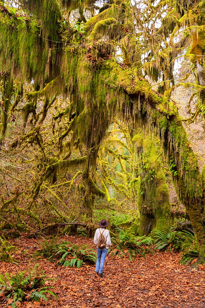 Hall of Mosses rainforest, Olympic National Park, UNESCO World Heritage Site, Washington State, United States of America, North America