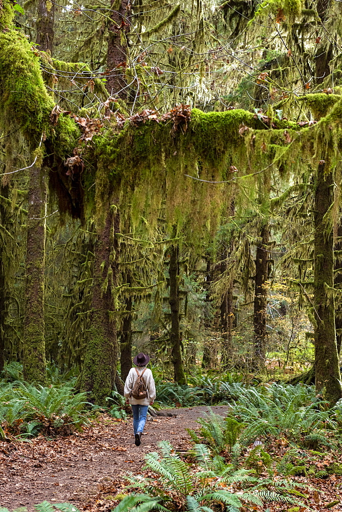 Hall of Mosses rainforest, Olympic National Park, UNESCO World Heritage Site, Washington State, United States of America, North America