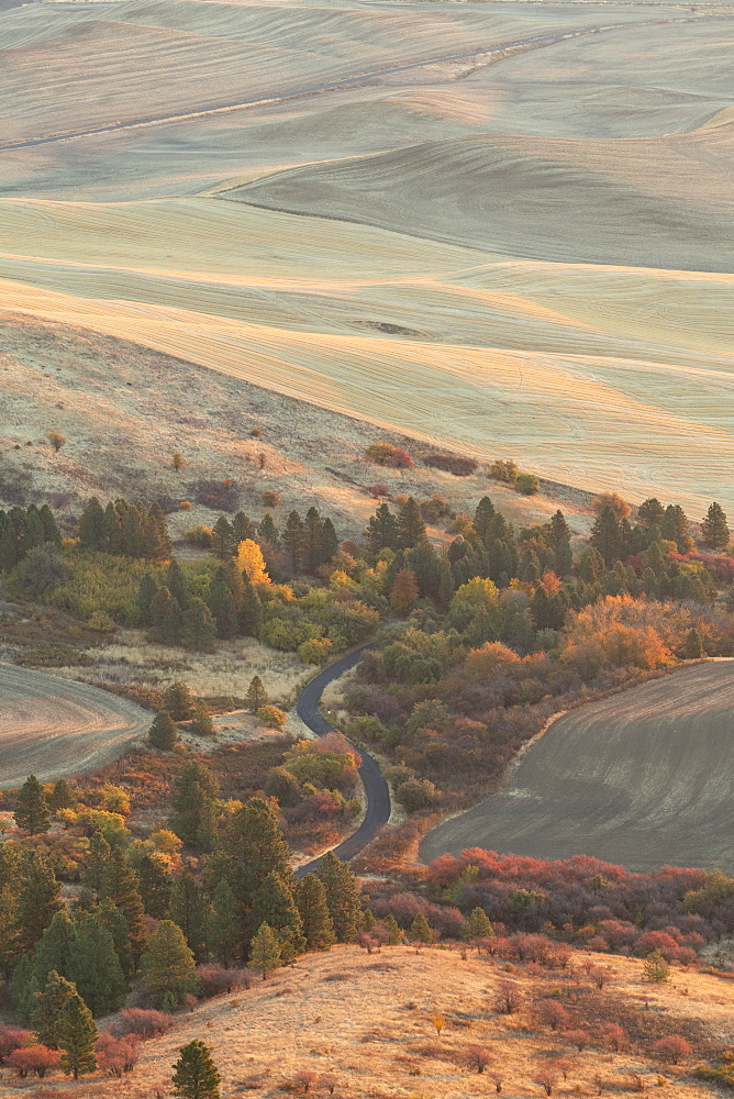 Farmland in the Palouse, Palouse, Washington State, United States of America, North America