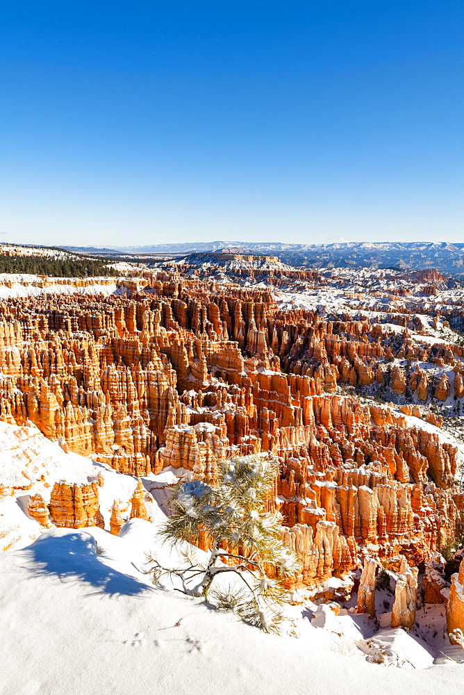 Bryce Canyon National Park, Utah, United States of America, North America