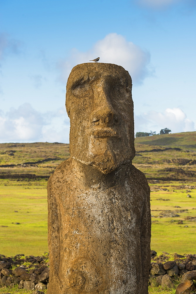 Moai heads of Easter Island, Rapa Nui National Park, UNESCO World Heritage Site, Easter Island, Chile, South America