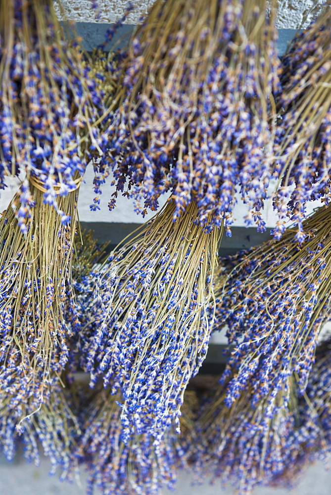 Lavender, Aix en Provence, Bouches du Rhone, Provence, Provence-Alpes-Cote d'Azur, France, Europe