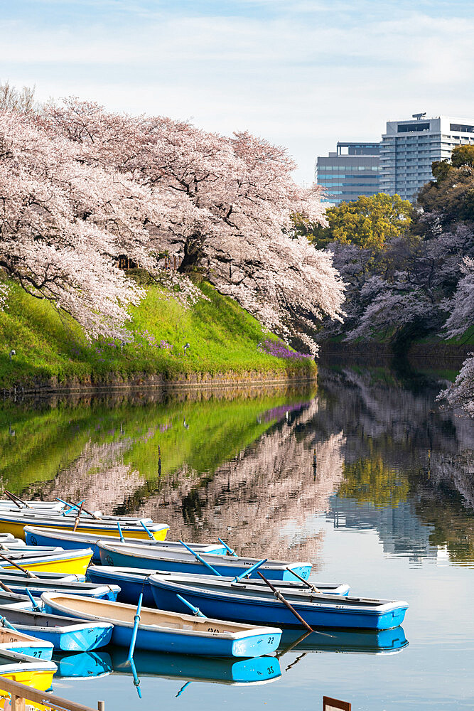 Cherry blossoms at Chidorigafuchi moat, Tokyo, Japan, Asia