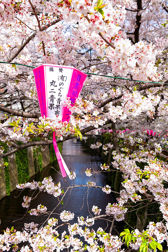 Meguro River during cherry blossom time, Tokyo, Japan, Asia