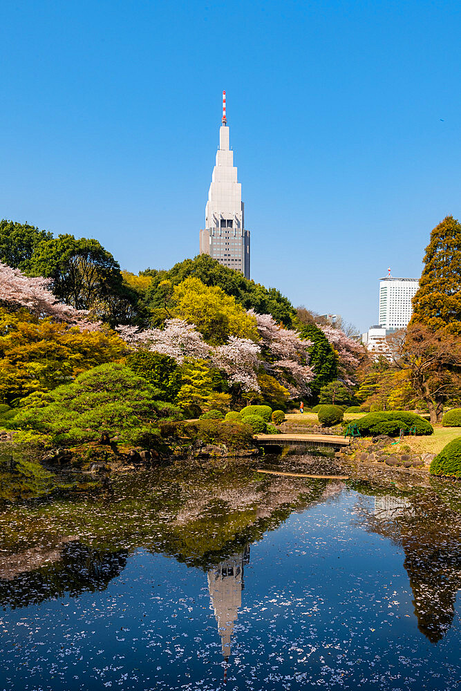 Shinjuku Gyoen and Yoyogi Building during cherry blossom time, Tokyo, Japan, Asia