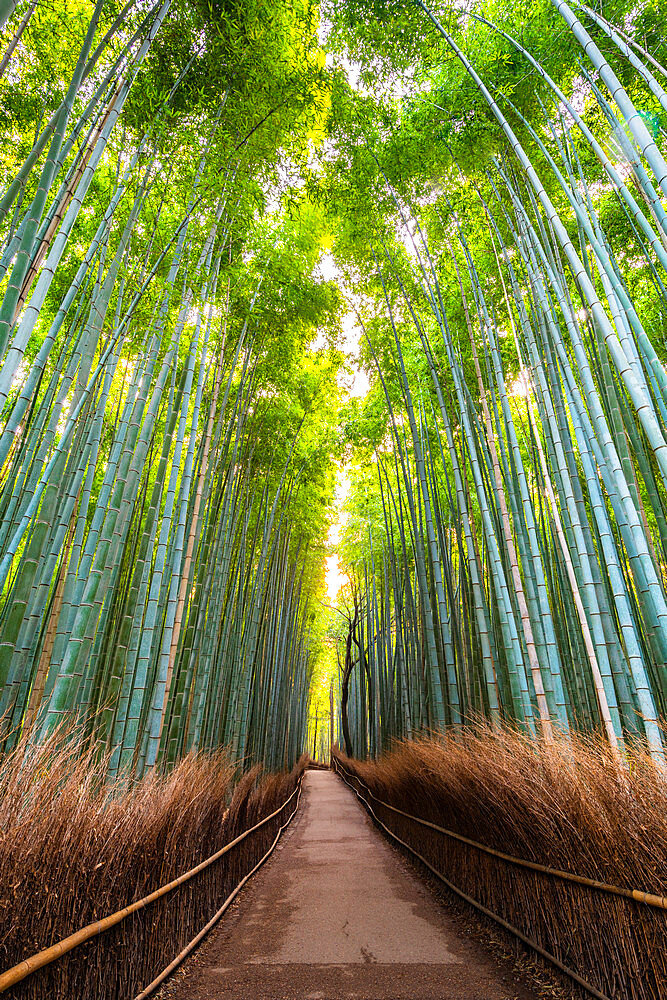 Arashiyama Bamboo Grove, Kyoto, Japan, Asia