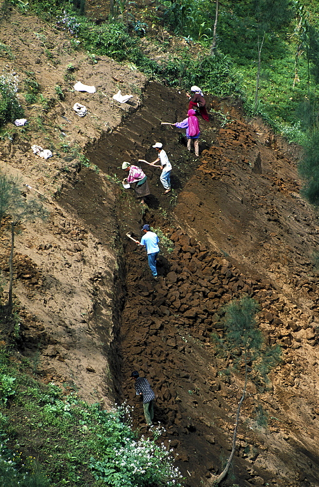 Agriculture, indonesia. East java. Cultivating hillside terraces