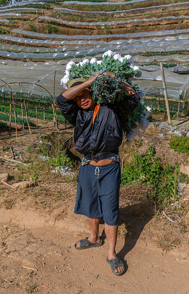 First nation Karen farmer working in fruit and flower greenhouses in Mae Hong Son province, Thailand