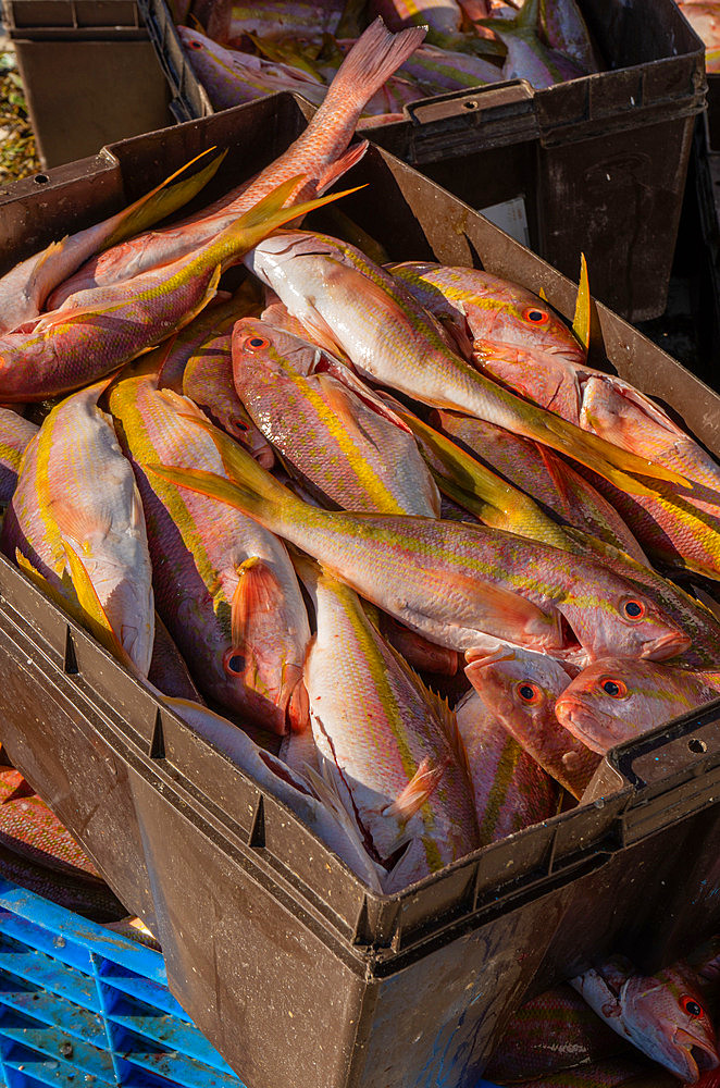 Fishermen in Puero Juarez, Quintana Roo state,Mexico