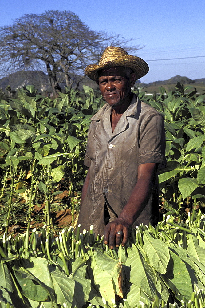 Tobacco growing, cuba. Pinar del rio province, vinales