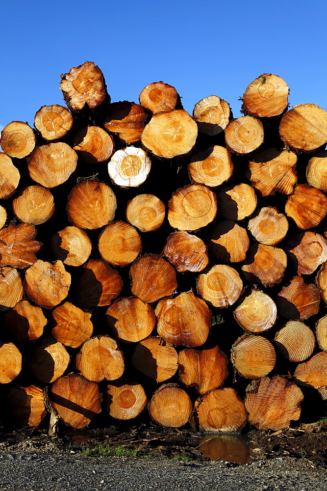 Deforestation and logs for export in a timberyard in new south wales, australia