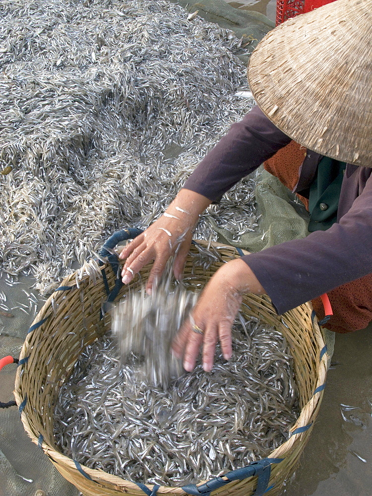 Vietnam, fishing co-operative working near mui ne