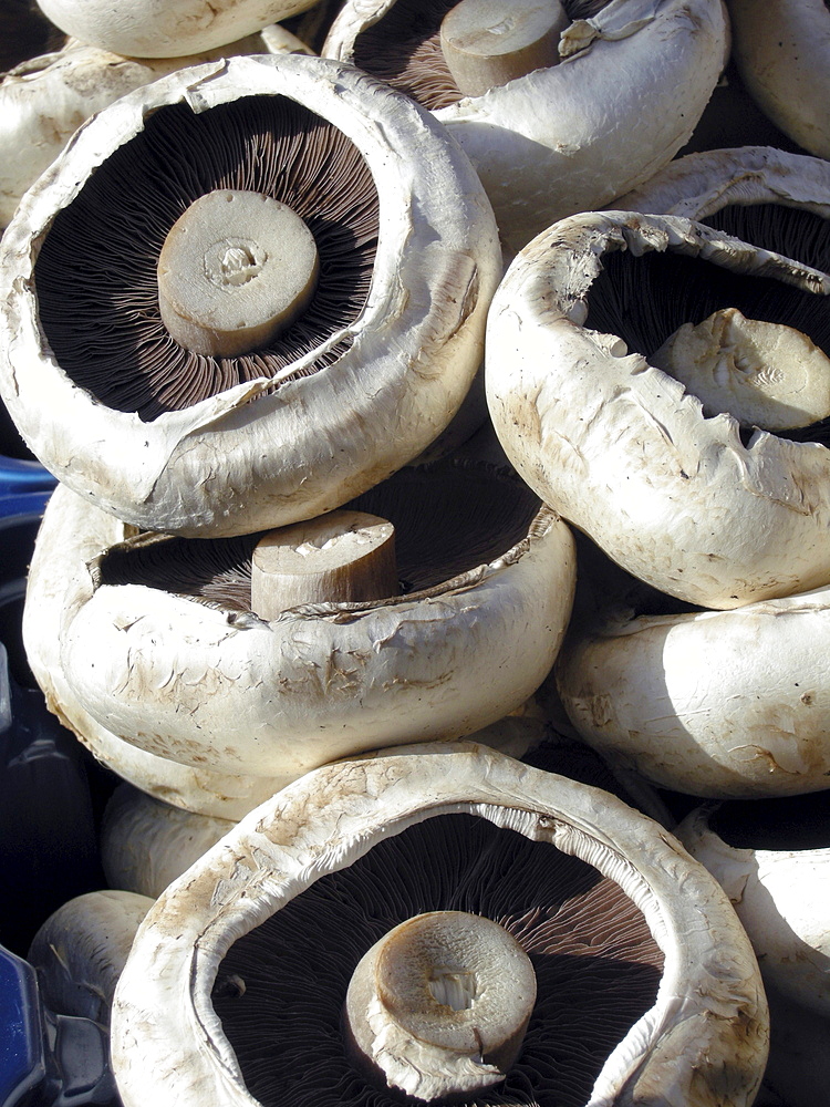 Uk organic mushrooms for sale at a stall at broadway market in east london