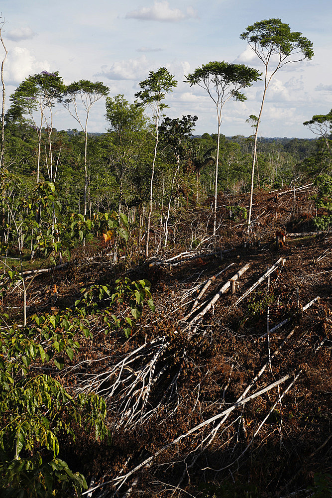 Deforestation for cattle grazing and timber logging at the Yasuni National Park. Amazon, Ecuador, South America