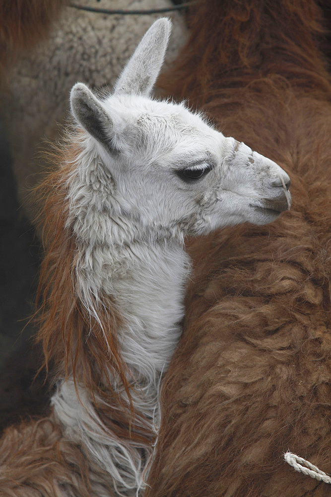 Llamas in the countryside in the highlands of Ecuador, South America