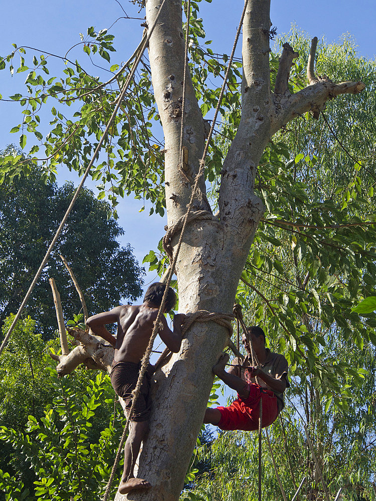 Logging hardwood for export in Shan State, Myanmar (Burma), Asia