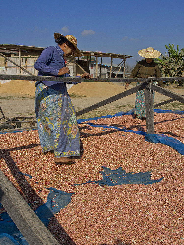 Native Shan women drying peanuts in the sun in Shan State, Myanmar (Burma), Asia