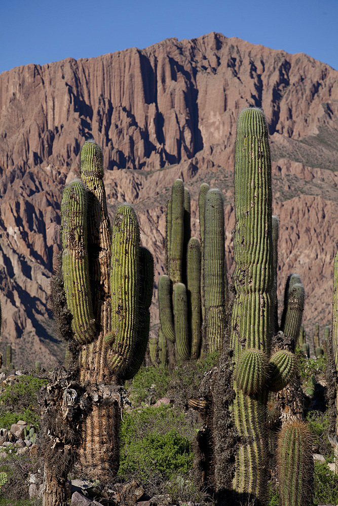 Arid landscape with cactii and desert rock formations near Humahuaca in Jujuy province in the Andes region of Argentina, South America