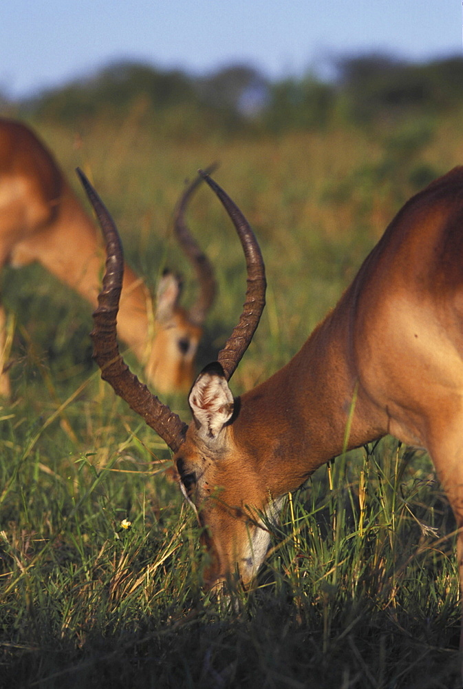 Impala, south africa. Aepyceros melampus. Umfolozi game park. Kwazulu-natal