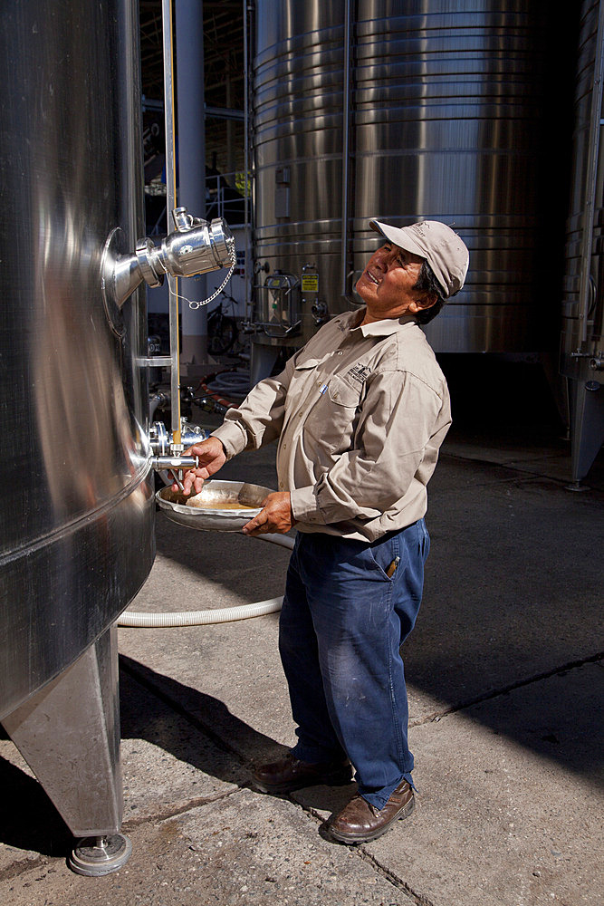 Quality control at the Etchart vineyard in Cafayate region, Salta, Argentina, South America