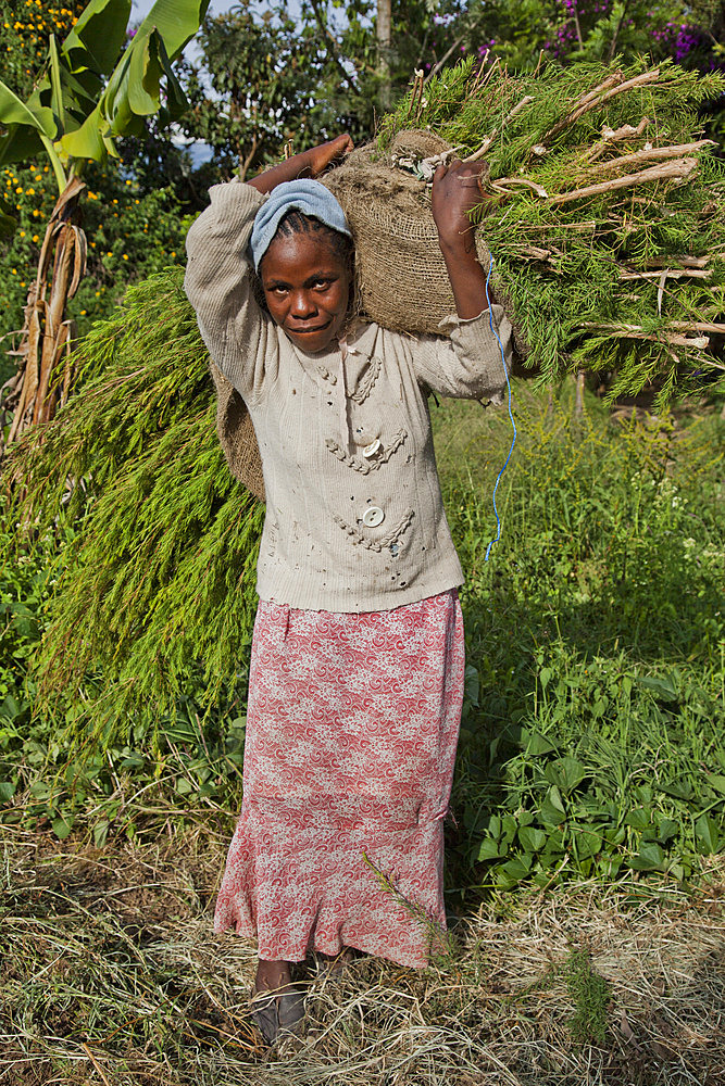 Farmers harvest and process tea tree oil for sale for export as a health and beauty product, Kenya, East Africa, Africa