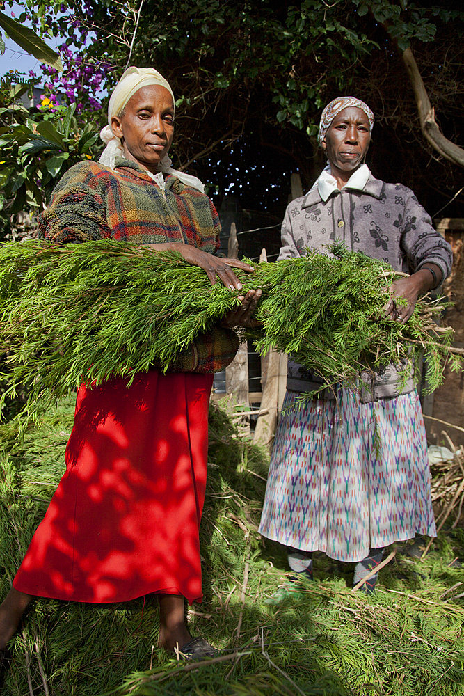 Farmers harvest and process tea tree oil for sale for export as a health and beauty product, Kenya, East Africa, Africa