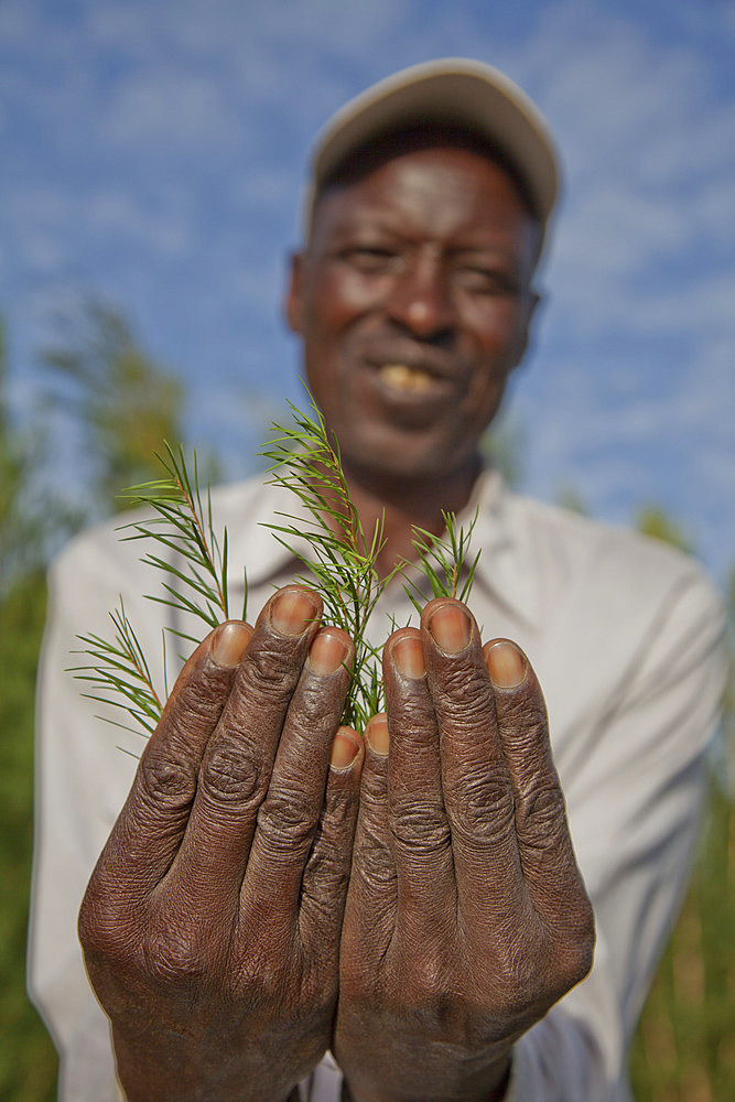 Farmers harvest and process tea tree oil for sale for export as a health and beauty product, Kenya, East Africa, Africa