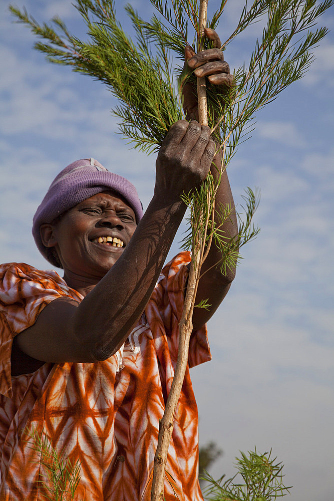 Farmers harvest and process tea tree oil for sale for export as a health and beauty product, Kenya, East Africa, Africa